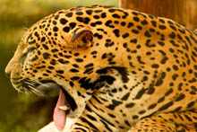 Jaguar 10